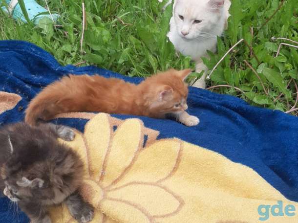 Продам котят. Мэйн-кун., фотография 5