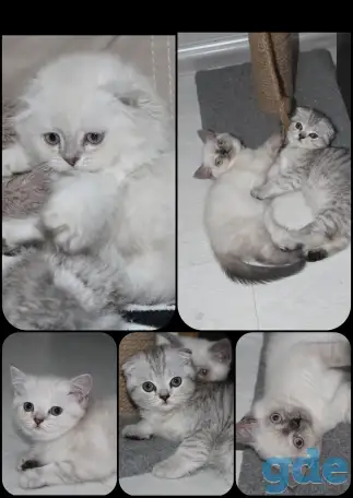 Шотландские котята, фотография 1