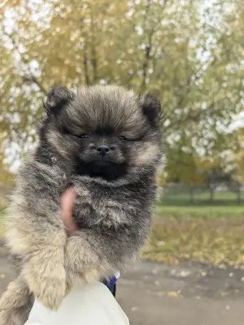 Шпиц мальчик 2 месяца, фотография 2