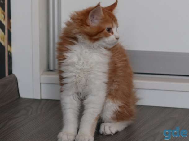 котята мэйн-кун, фотография 3
