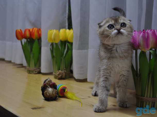 Шотландские котята, фотография 4