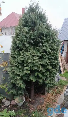 Туя 2м 80 см, фотография 1