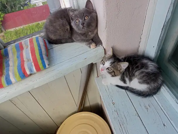 Котята, фотография 1