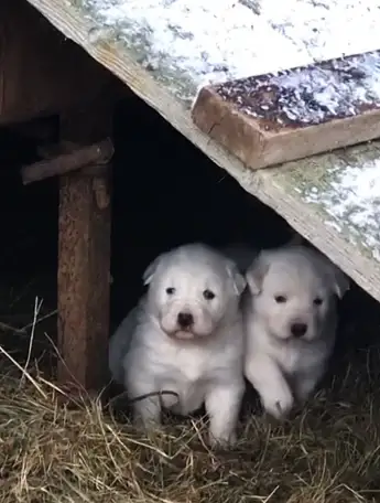 Продаются щенки алабаев, фотография 2