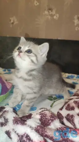 Шотландские чистокровные котята, фотография 11