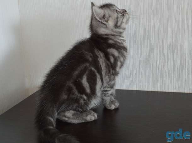 Шотландский короткошёрстный мальчик, фотография 4