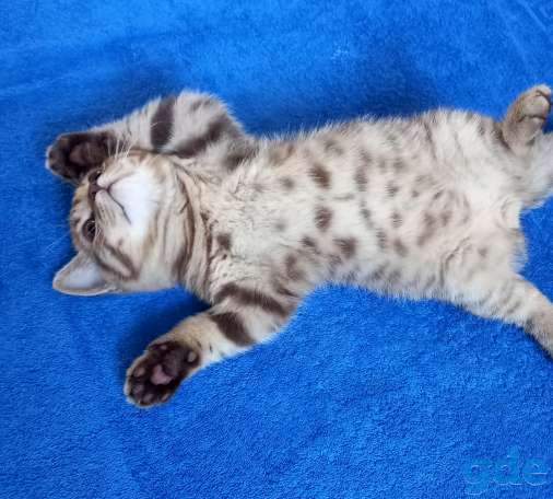 Британские котята, фотография 2