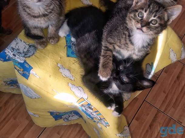 Отдам котят в хорошие руки, фотография 1