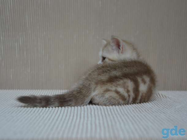 Шотландский котенок, фотография 2