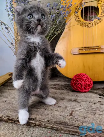 Котята Американский кёрл, фотография 3