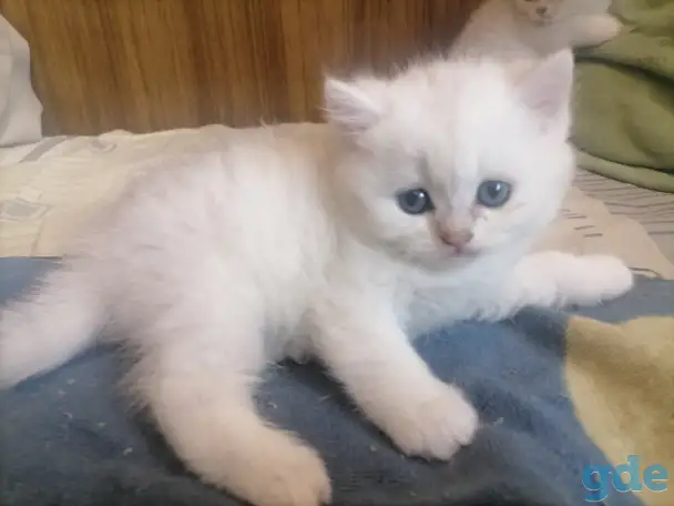 Продам британских котят, фотография 7