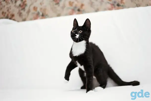 Черно-белый котенок Эльф ищет дом!, фотография 6