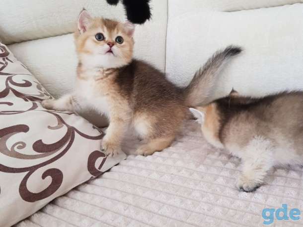 Чистокровные шотландские котята, фотография 8