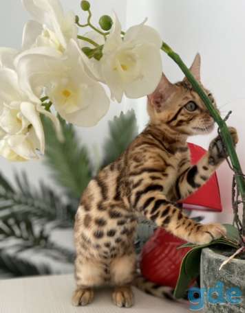 Бенгальская кошка, фотография 6