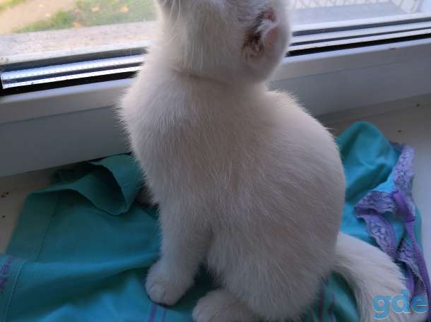 Породистые котята, фотография 3