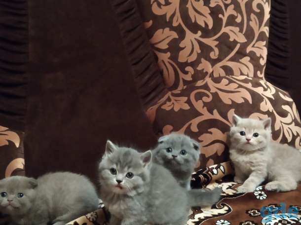 Котята, фотография 1