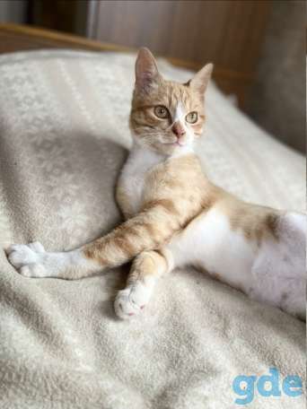 Котенок ищет дом, фотография 1