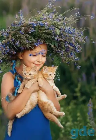 Кошечку, в возрасте 3 месяца, в дар, фотография 3