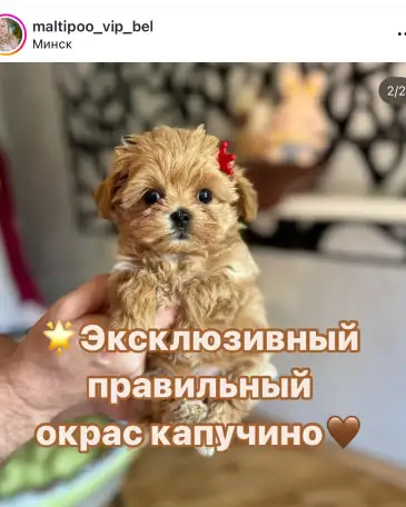 Мальтипу ф1 элитные мини и микро Корея только у нас, фотография 7