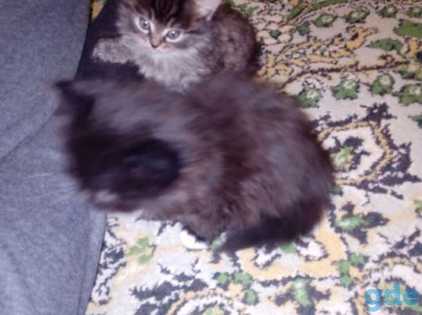 Котята, фотография 2