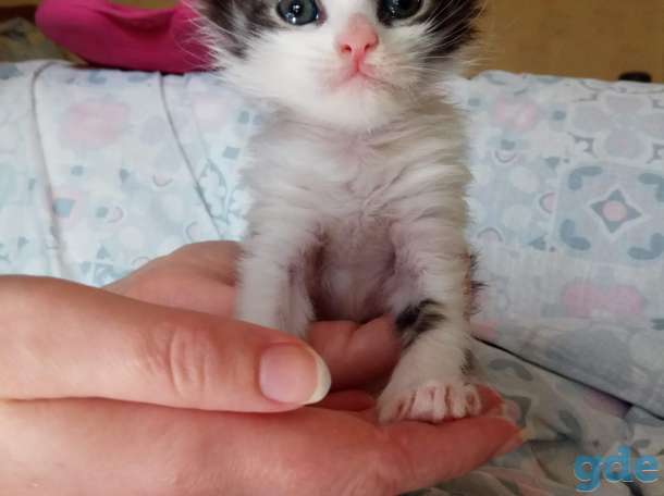 Котенок в дар, фотография 2