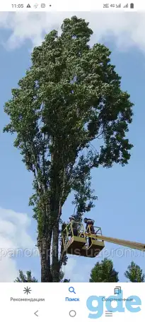 Обрезка деревьев. Недорого., фотография 2