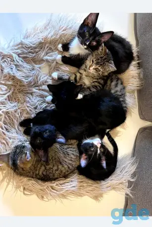 Котята в дар, фотография 1