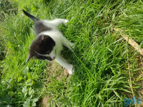 Котята (3 недели), фотография 6