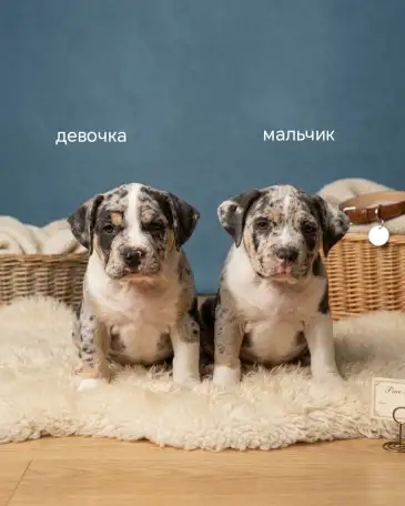Щенки Американского булли, фотография 3
