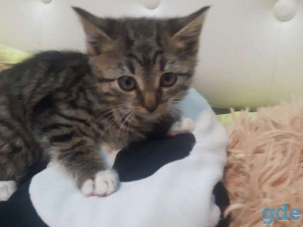 маленький котенок ищет дом, фотография 2