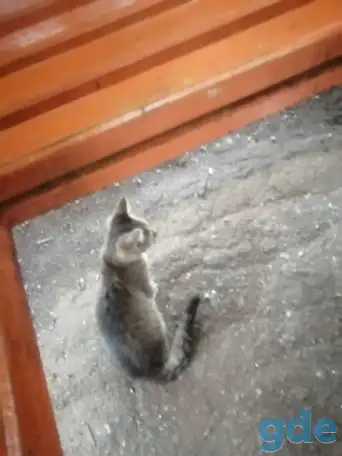 Кот в добрые руки, фотография 2