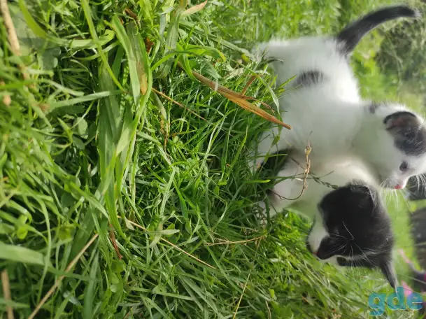 Котята (3 недели), фотография 4