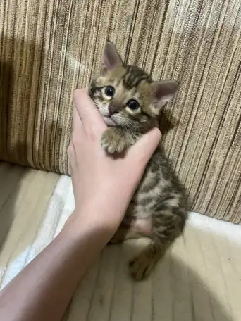 Бенгальские котята, фотография 4