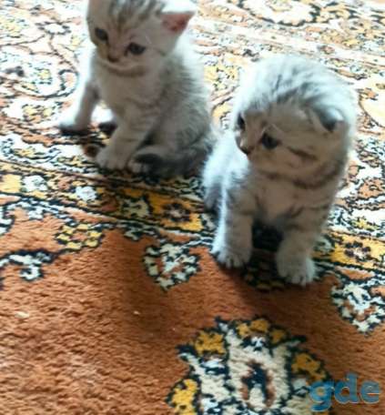 Продажа котят, фотография 1