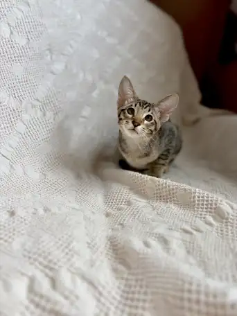 Котята ориентальной породы девочки, фотография 4