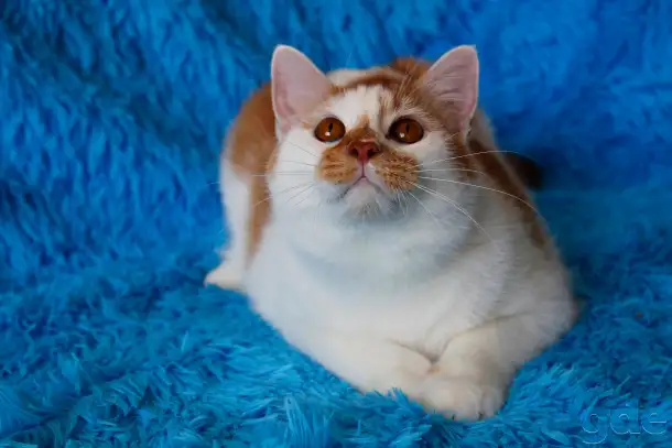 Красивый Котя с янтарными глазками ищет семью!, фотография 2