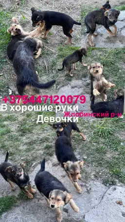 Щенки в дар, фотография 1