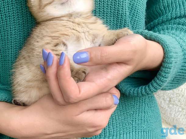 Шикарный шотландский котёнок, фотография 3