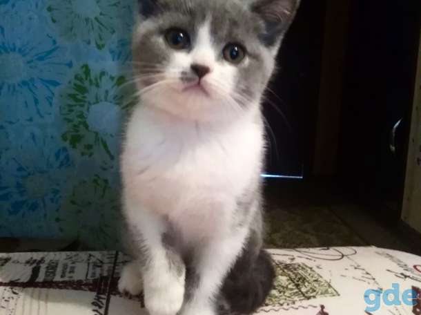Британские котята, фотография 2