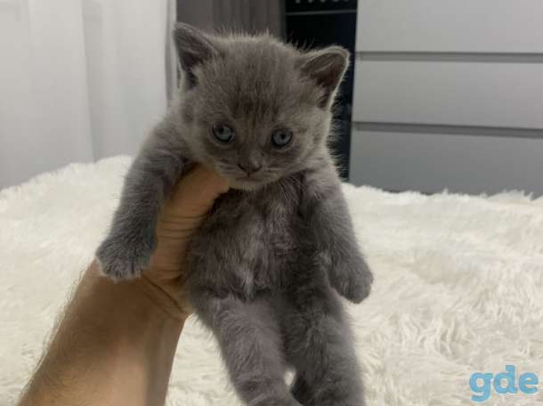 Шотландские котята, фотография 1