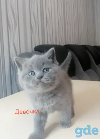 Шотландские котята, фотография 2
