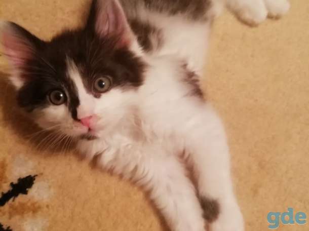 котята в добрые руки, фотография 2