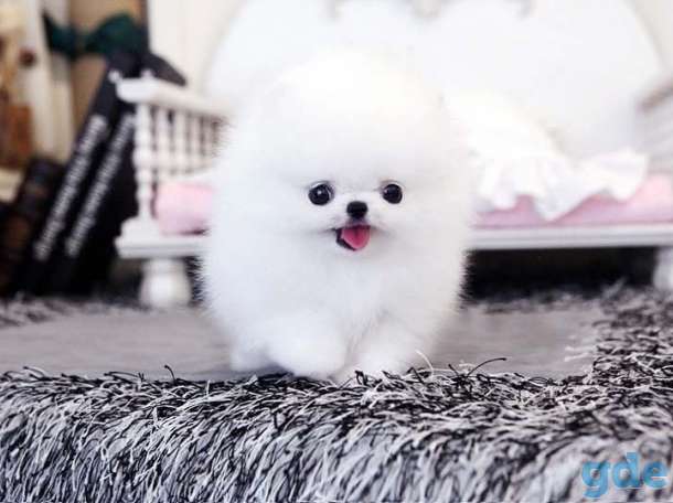 Красивые щенки померанского шпица, фотография 1