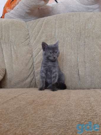Котенок ищет дом, фотография 2
