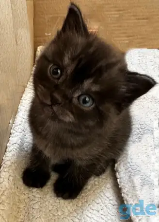 Шотландские котята, фотография 3
