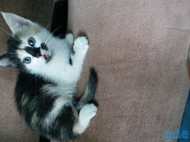 Подарю котят., фотография 1