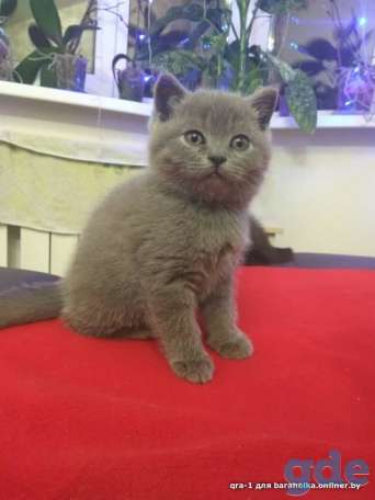 Котята шотландской вислоухой, фотография 2