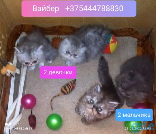 Персидские котята экстремального типа чистокровные персы., фотография 9