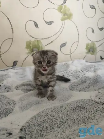 Шотландская кошечка, фотография 6