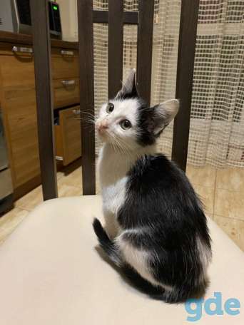 Котенок ищет дом, фотография 1
